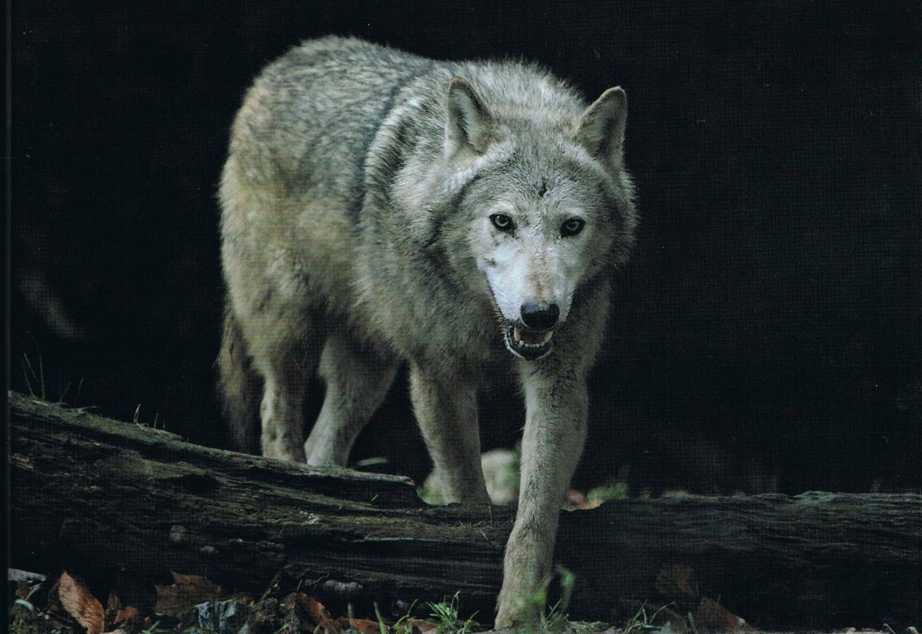 The last of the Irish wolves - The Irish Catholic