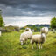 How I became a real life shepherd on retreat