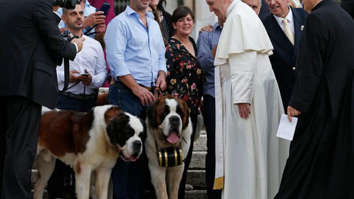 Have Fido and Felix replaced babies?