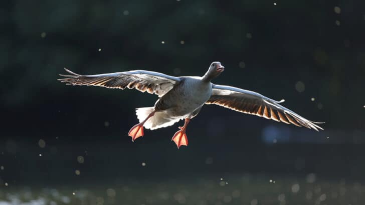 The wild goose and the Church