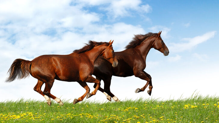 ‘Boston or Berlin’ revisited – let’s keep riding both horses