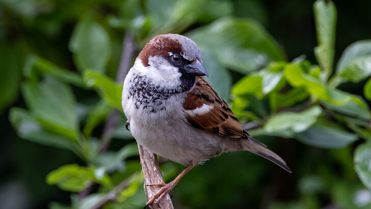Hearers of the Word Jeremiah 20:10-13; Psalm 69 (68); Romans 5:12-15; Matthew 10:26-33 So do not be afraid; you are of more value than many sparrows!!