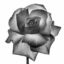 When the bloom has left the rose