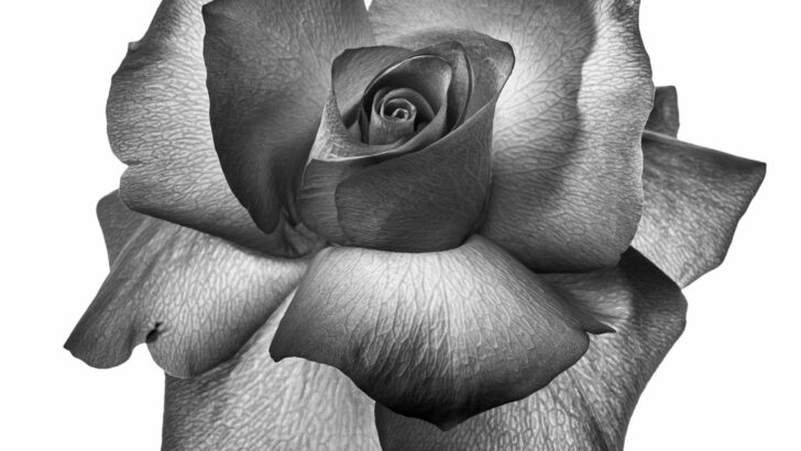 When the bloom has left the rose