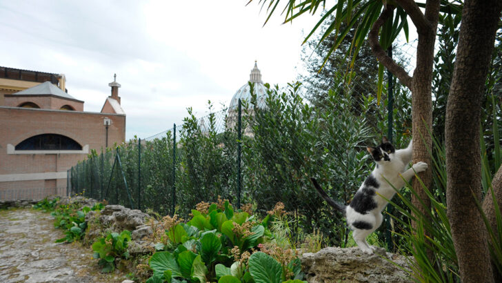 Cultivating creation: lessons from the Vatican Gardens